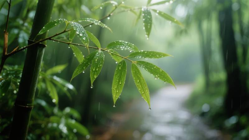 雨中竹林静谧景图片