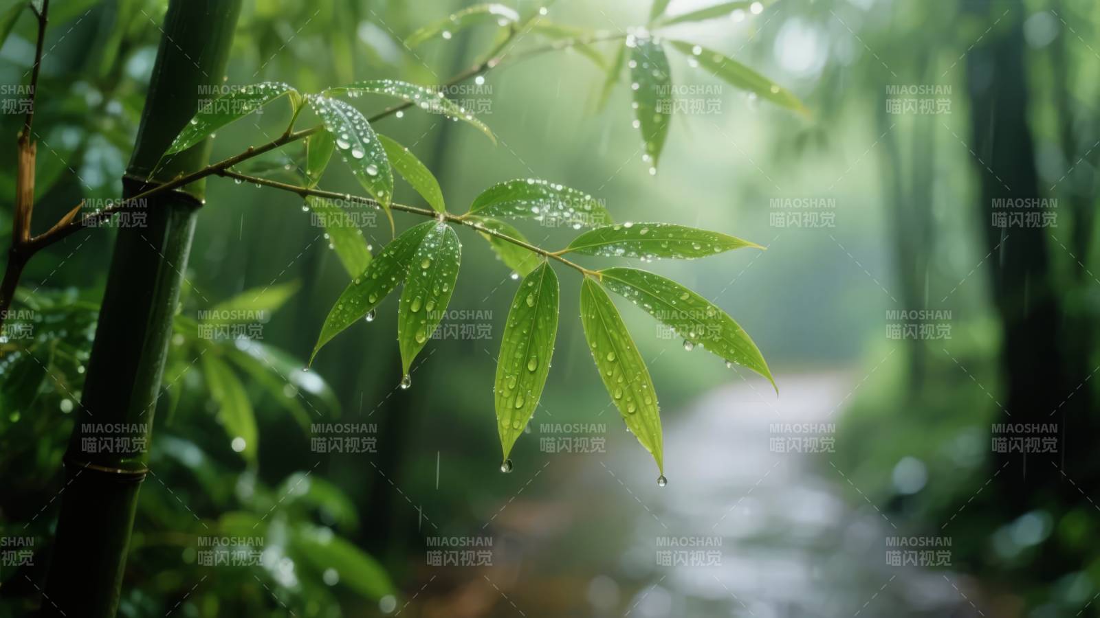 雨中竹林静谧景图片