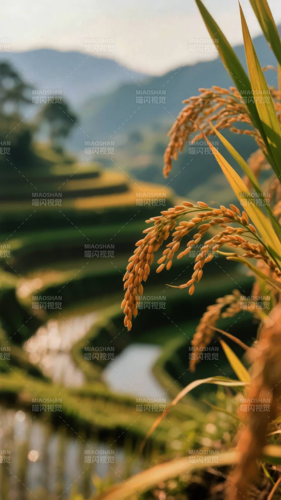 梯田稻穗秋景图片