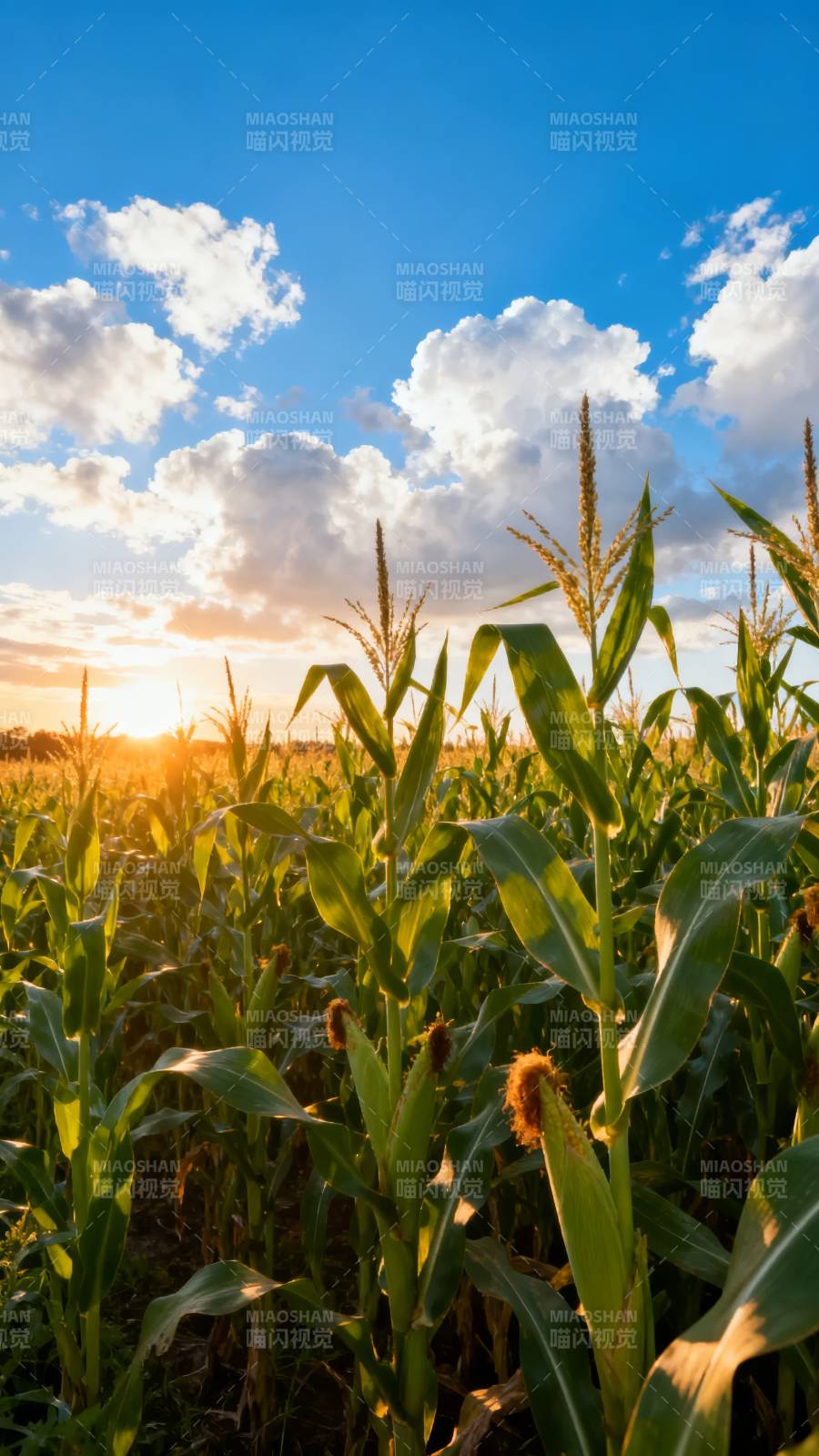 玉米田日落美景图片