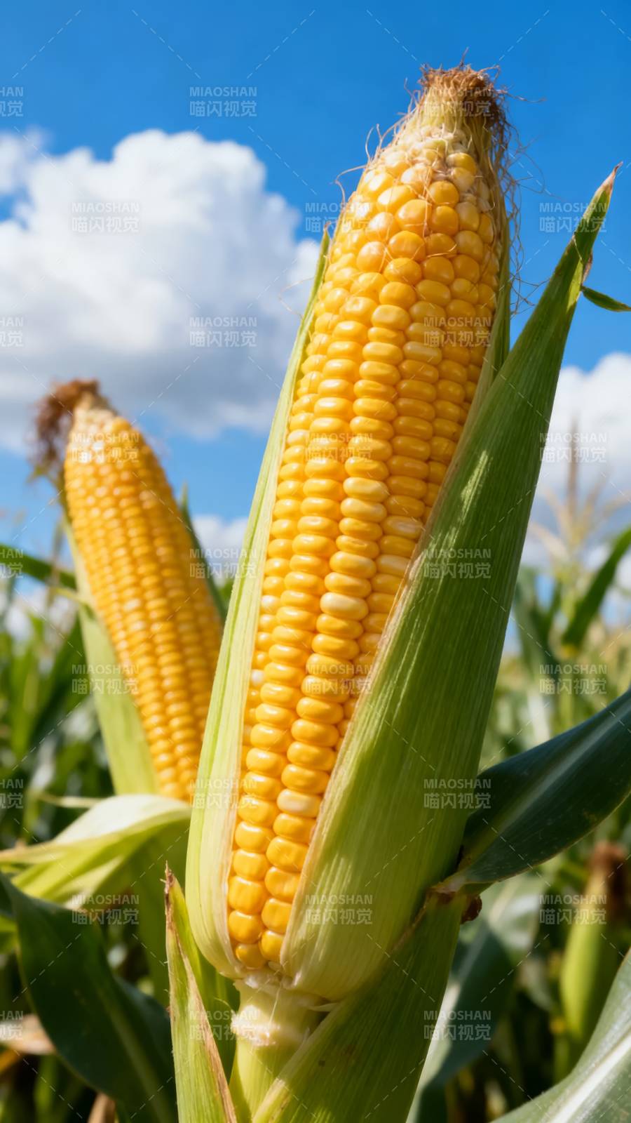 金黄玉米迎风摇曳图片