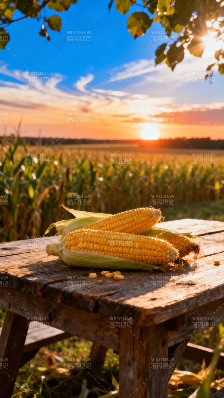 夕阳下的玉米田图片