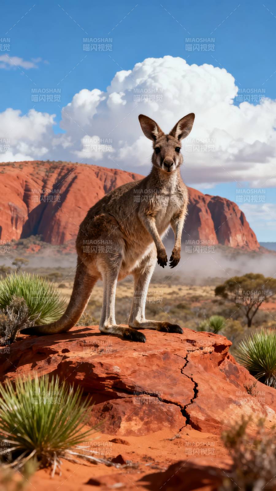 袋鼠伫立红岩之上图片
