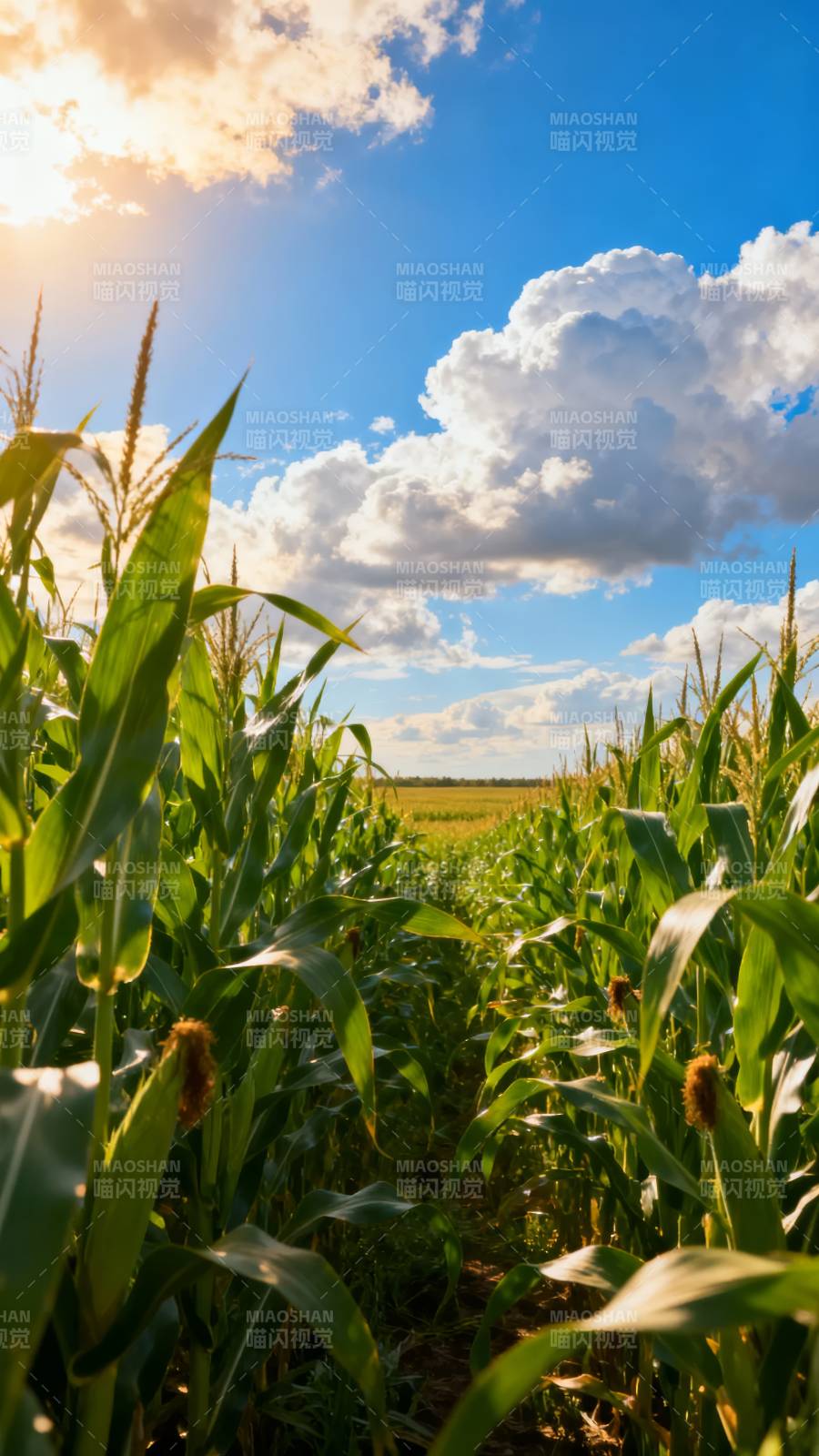 玉米田间晴空万里图片