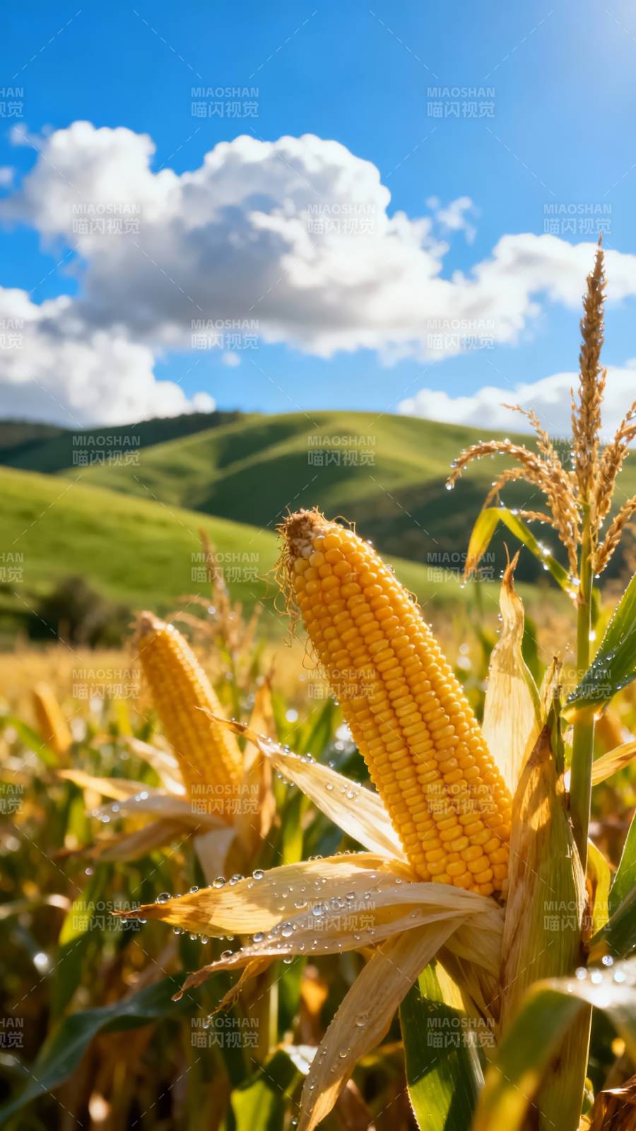 金秋玉米田图片