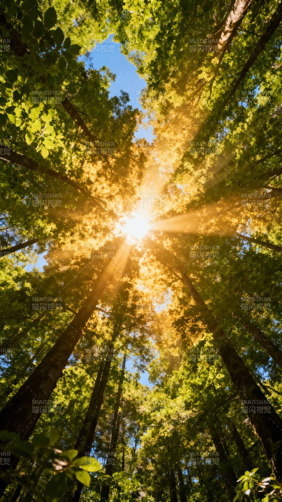 阳光穿透树冠图片
