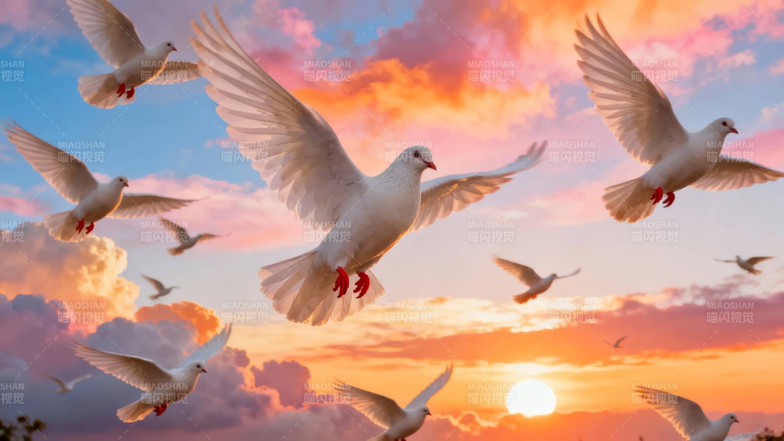 白鸽翱翔夕阳下图片