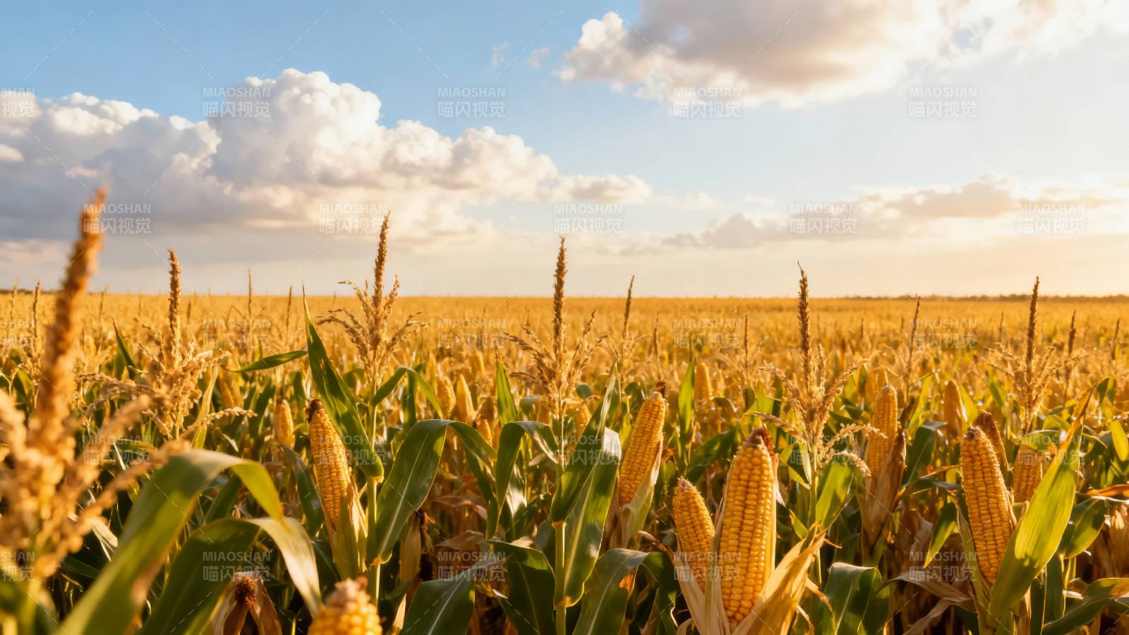 金秋玉米田图片