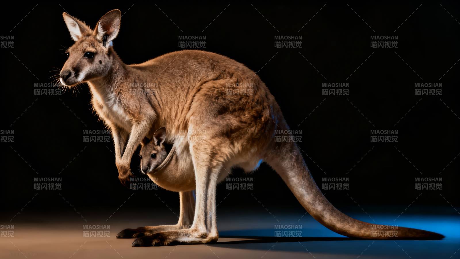 袋鼠与幼崽图片