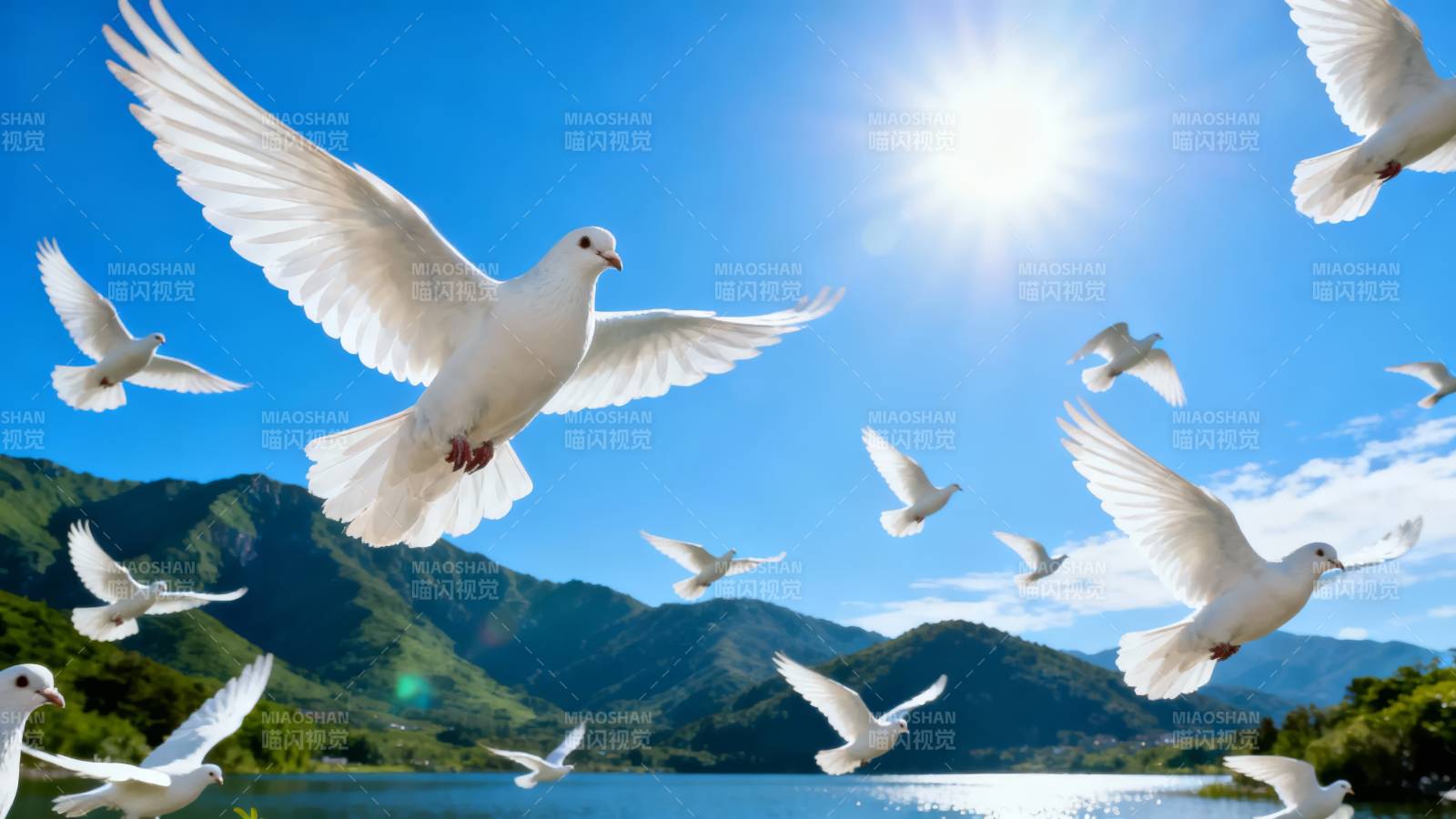 白鸽翱翔蓝天图片