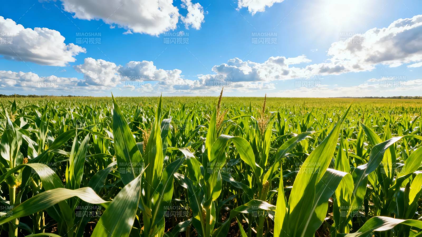 玉米田风光图片