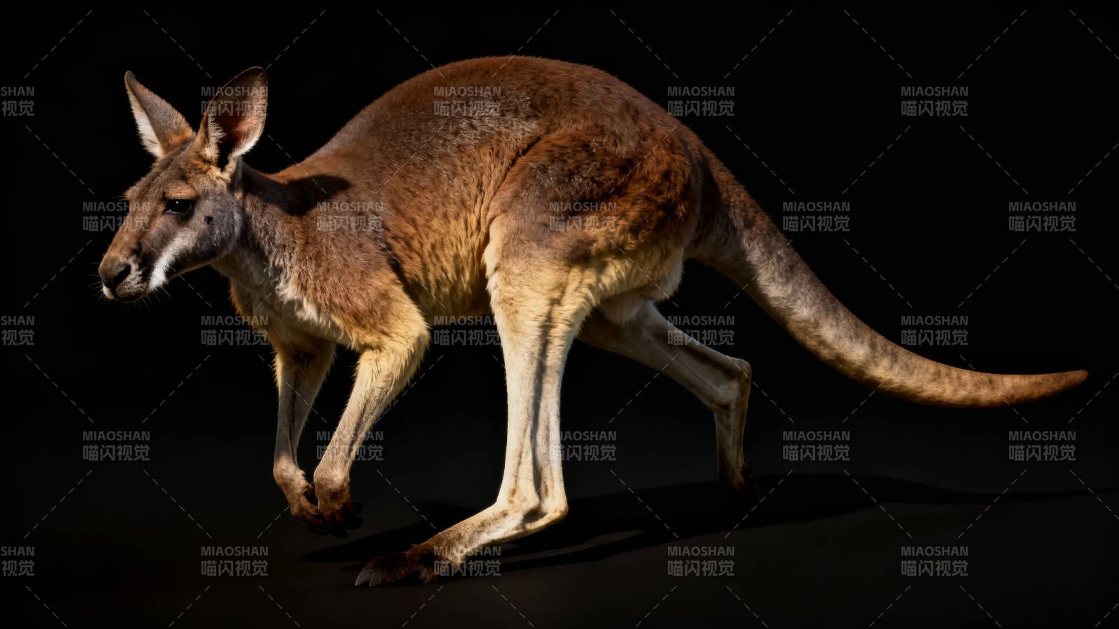 袋鼠跃动瞬间图片