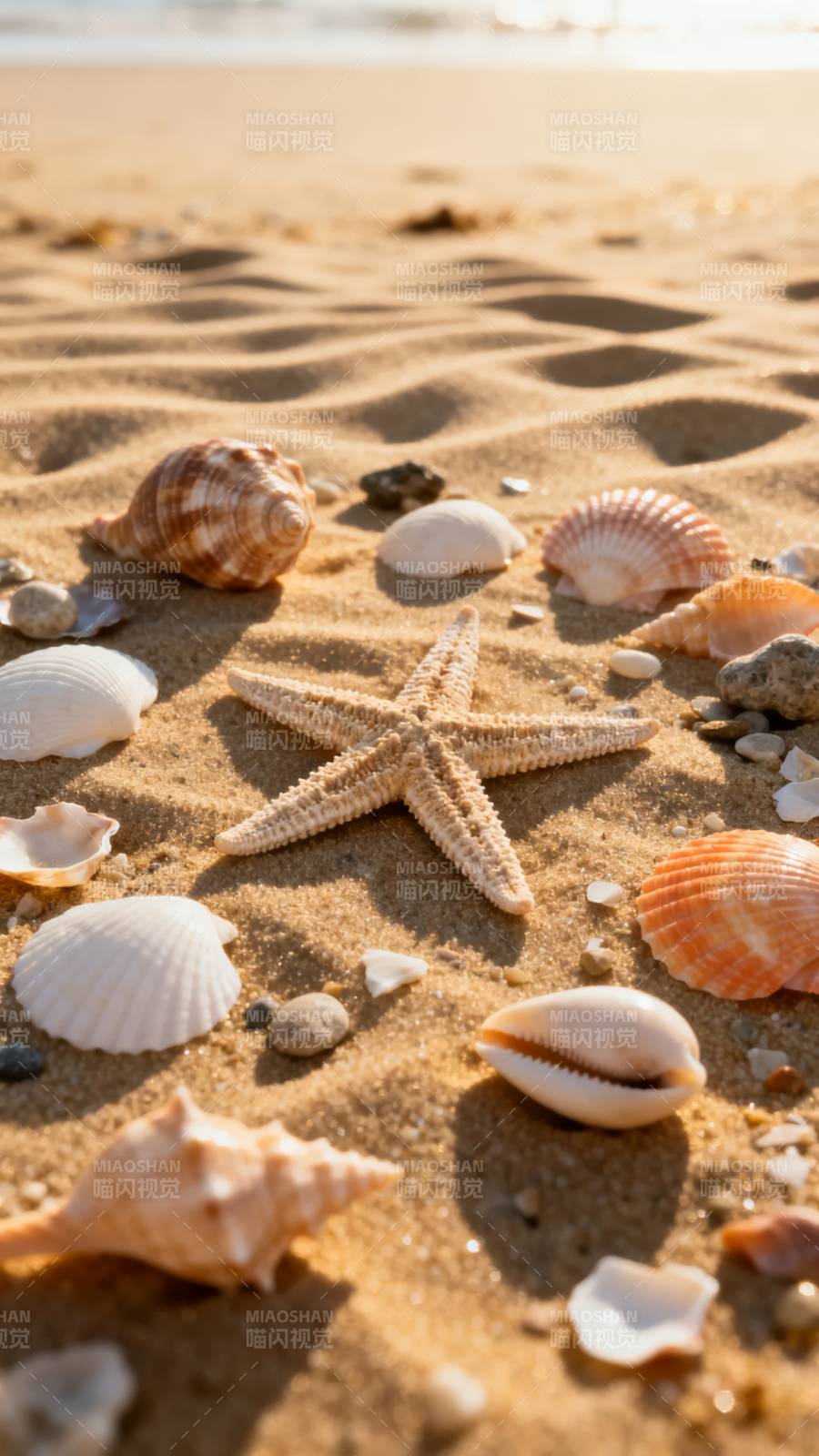 沙滩上的贝壳与海星图片