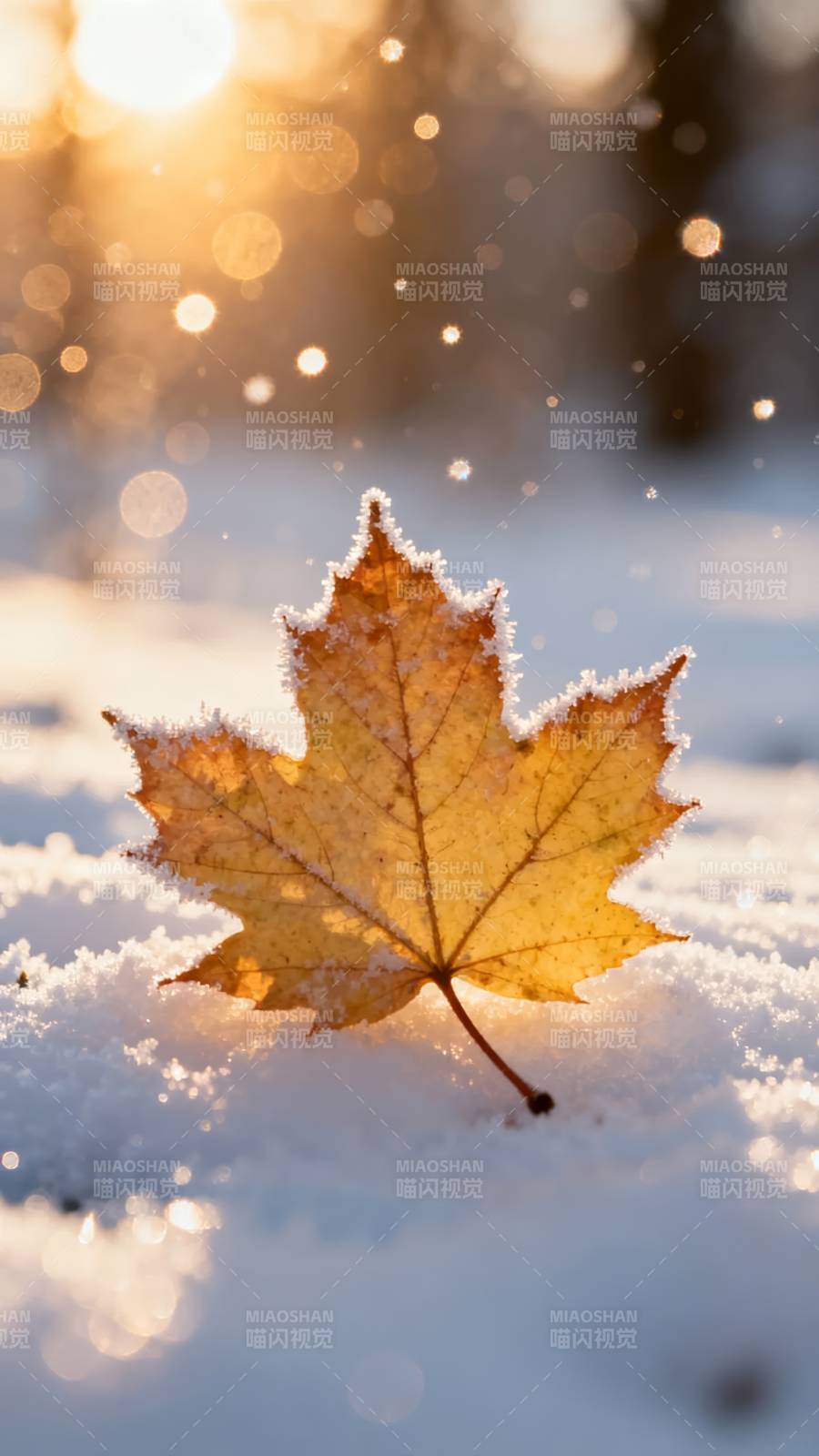 霜叶映雪光图片