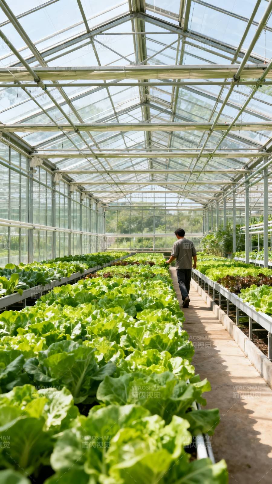 温室里的绿色生机图片