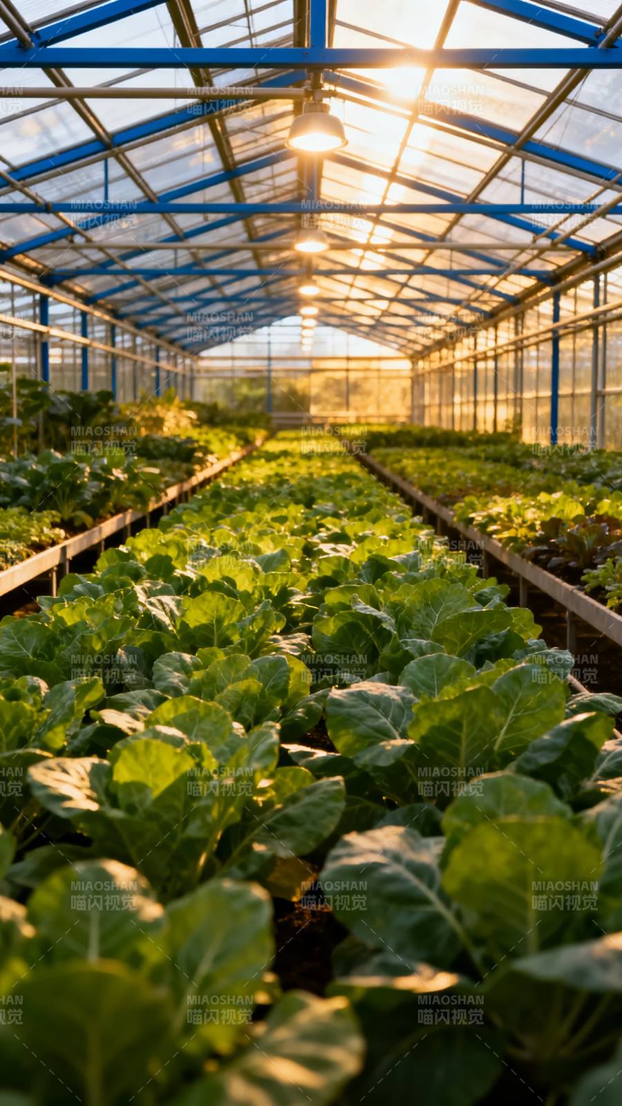 温室绿意盎然图片