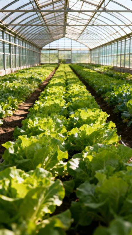 温室绿叶菜种植图片