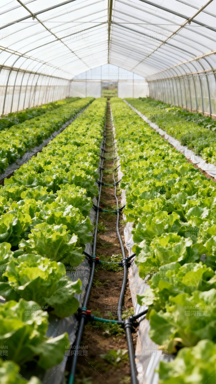 温室生菜种植园图片