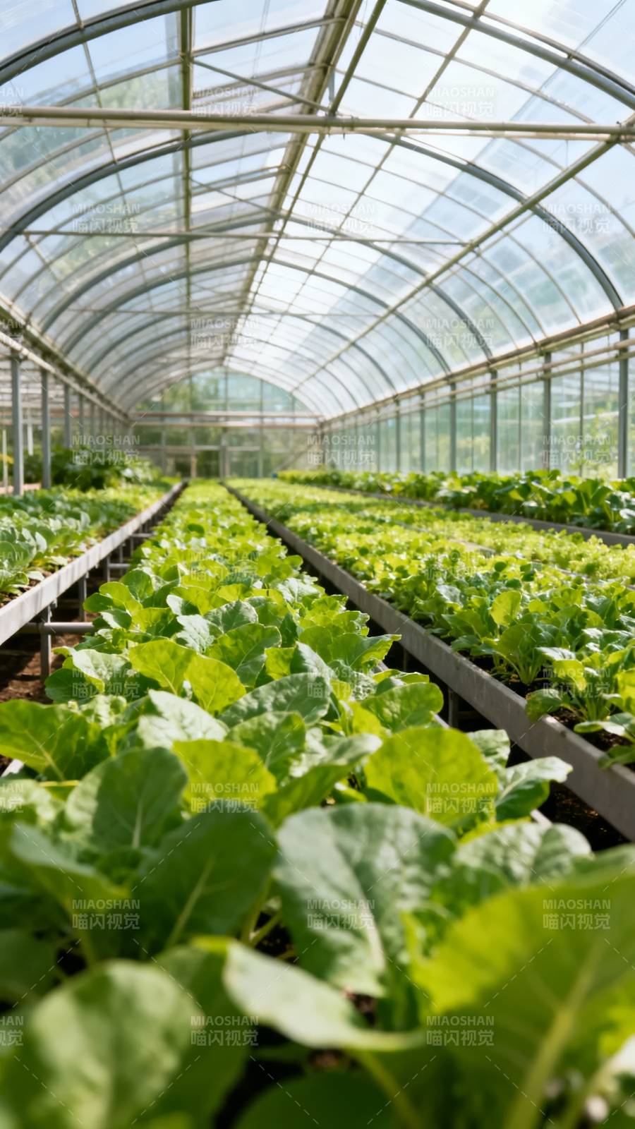 温室绿植生机盎然图片