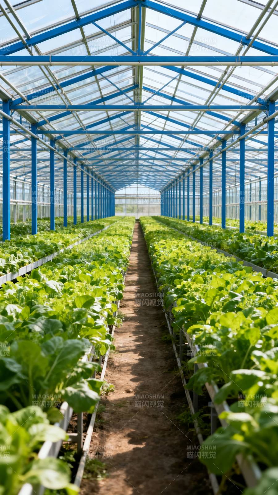 温室绿植生长图图片