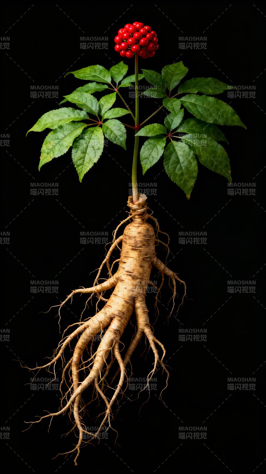 人参根茎果实图图片