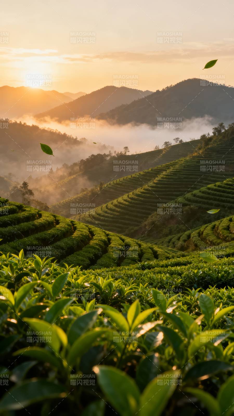 晨曦茶山云海图片