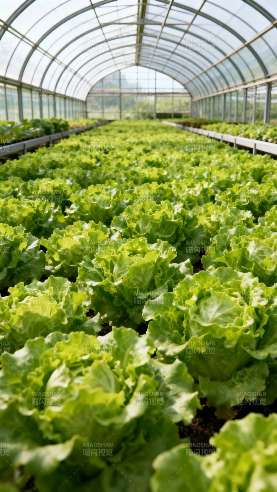 温室生菜种植园图片