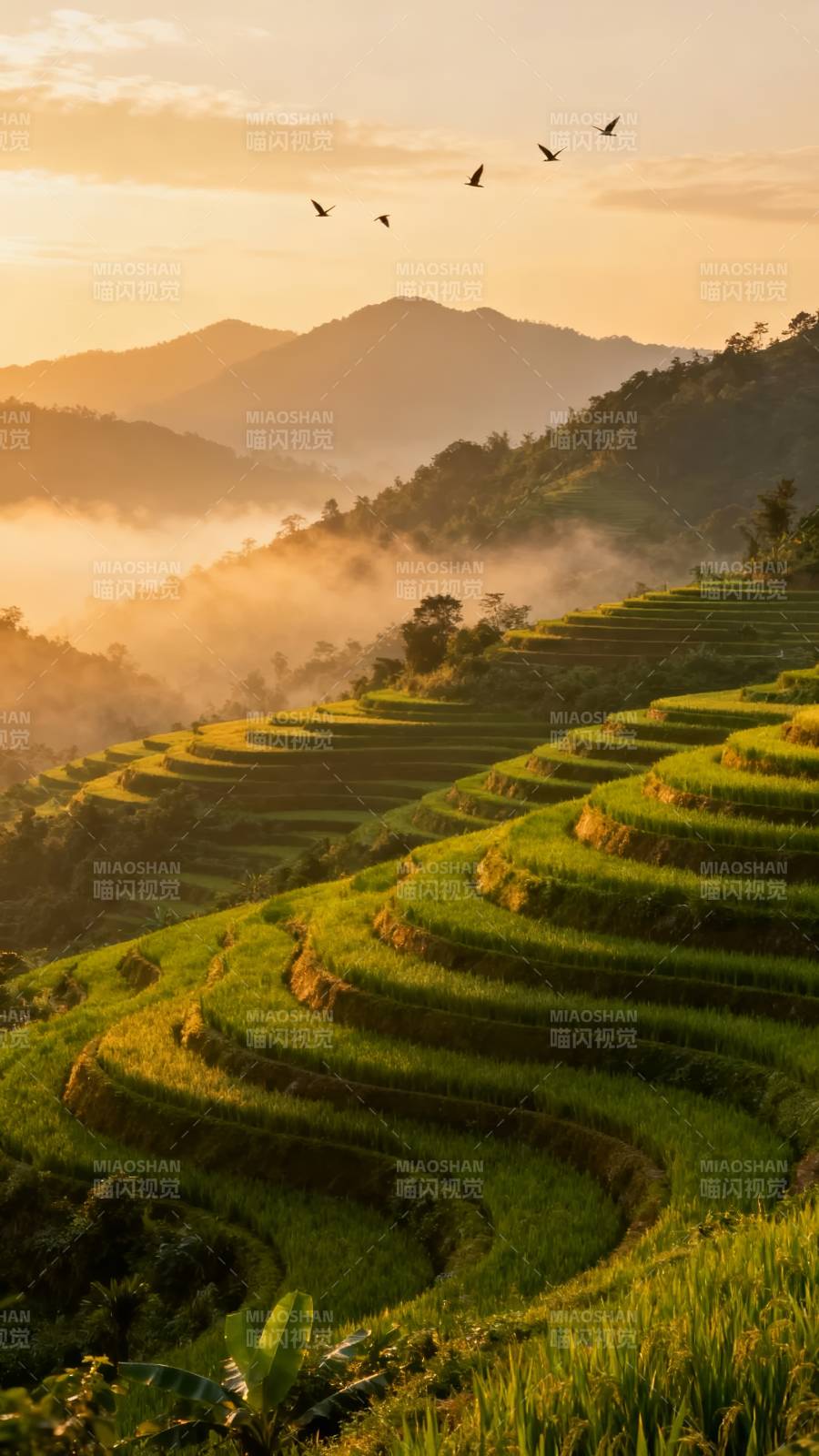 梯田晨曦 飞鸟掠影图片