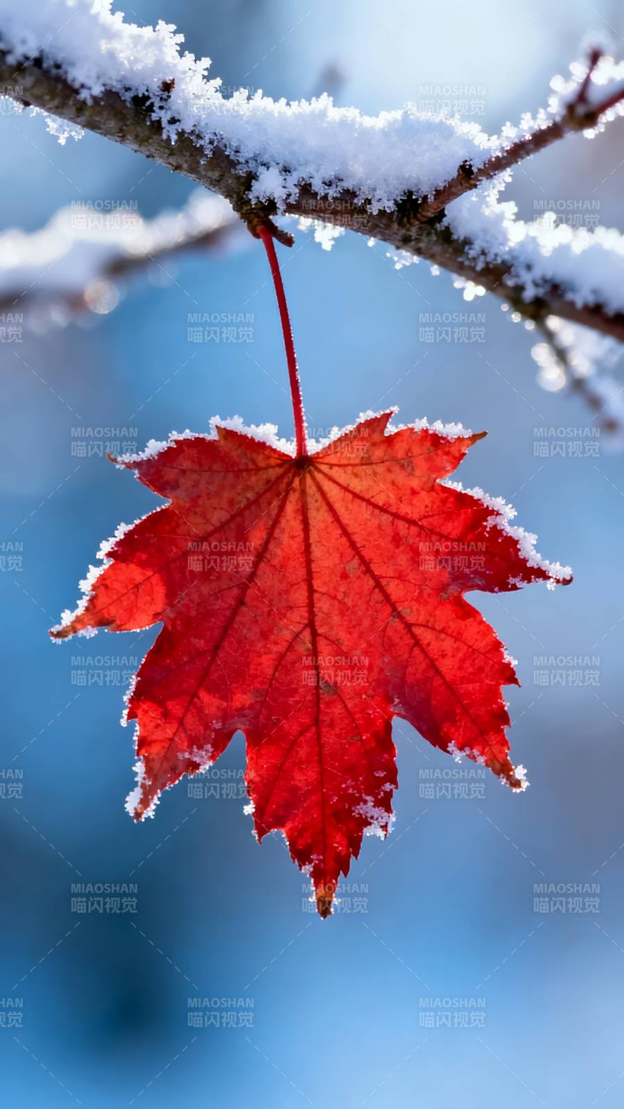 红叶雪中悬图片