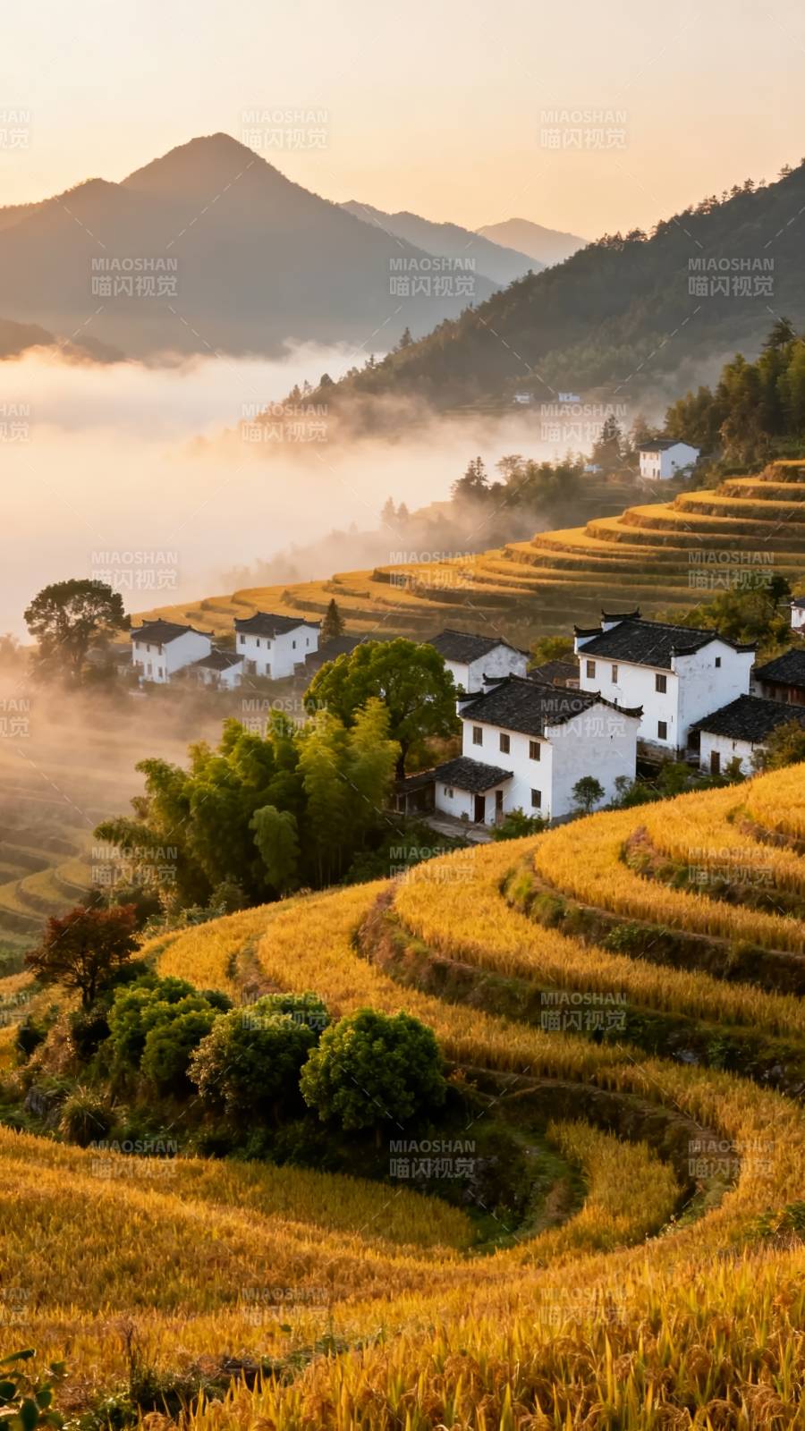 梯田晨雾山村图片