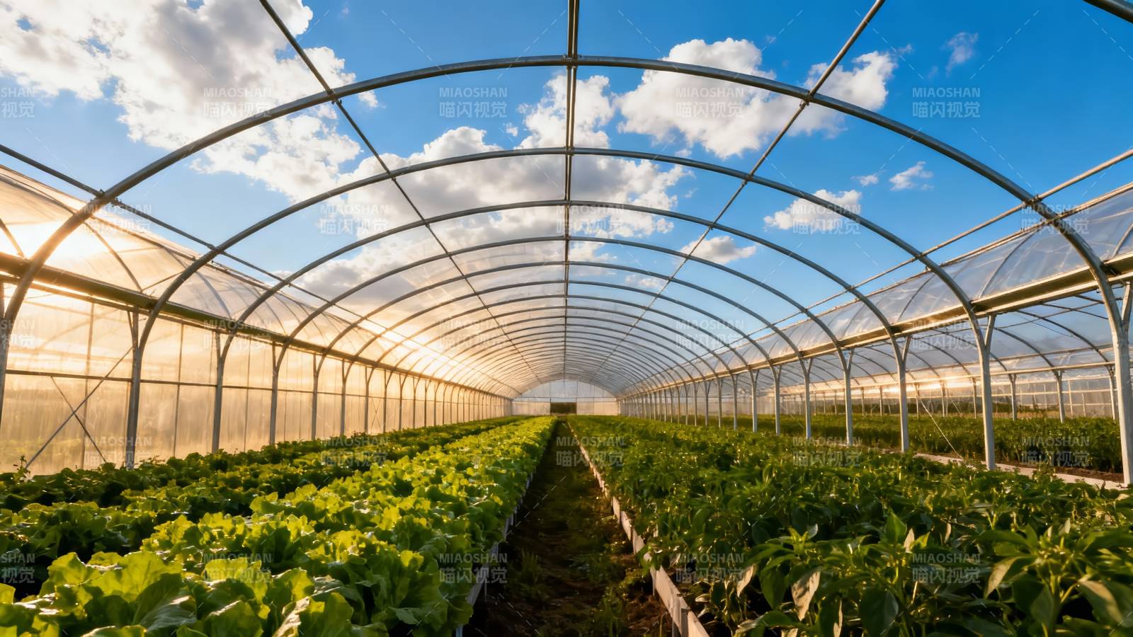 温室蔬菜种植园图片