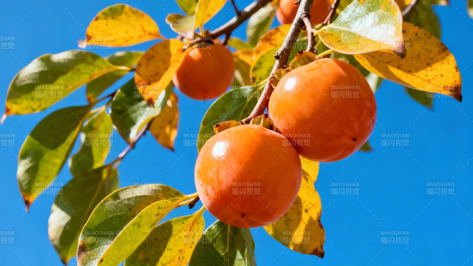 秋日柿子挂枝头图片