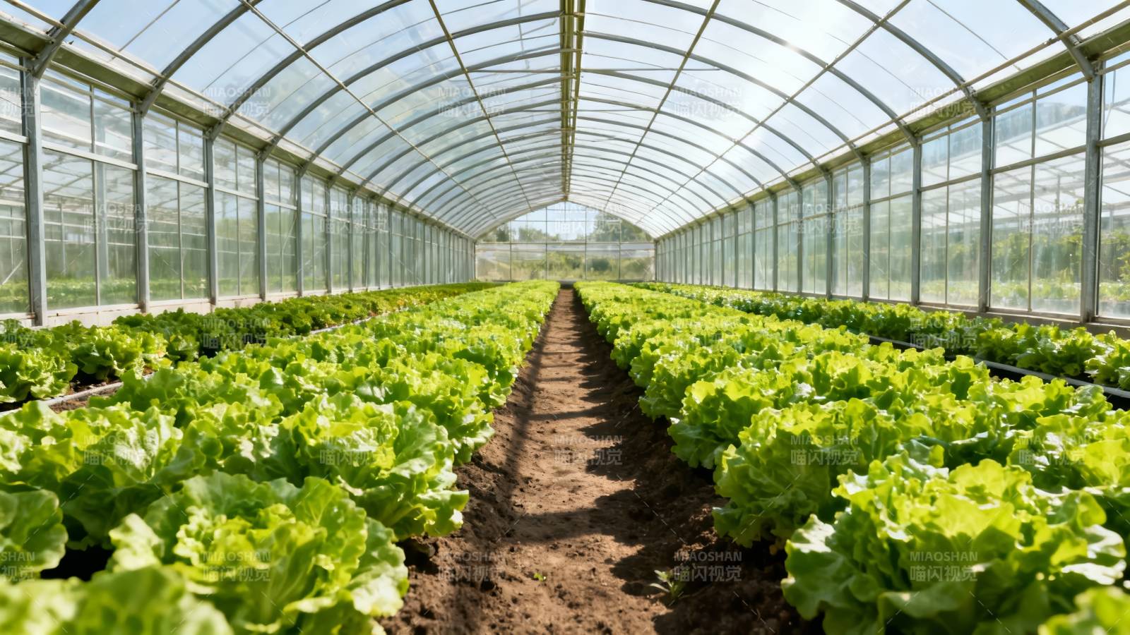 温室蔬菜种植园图片