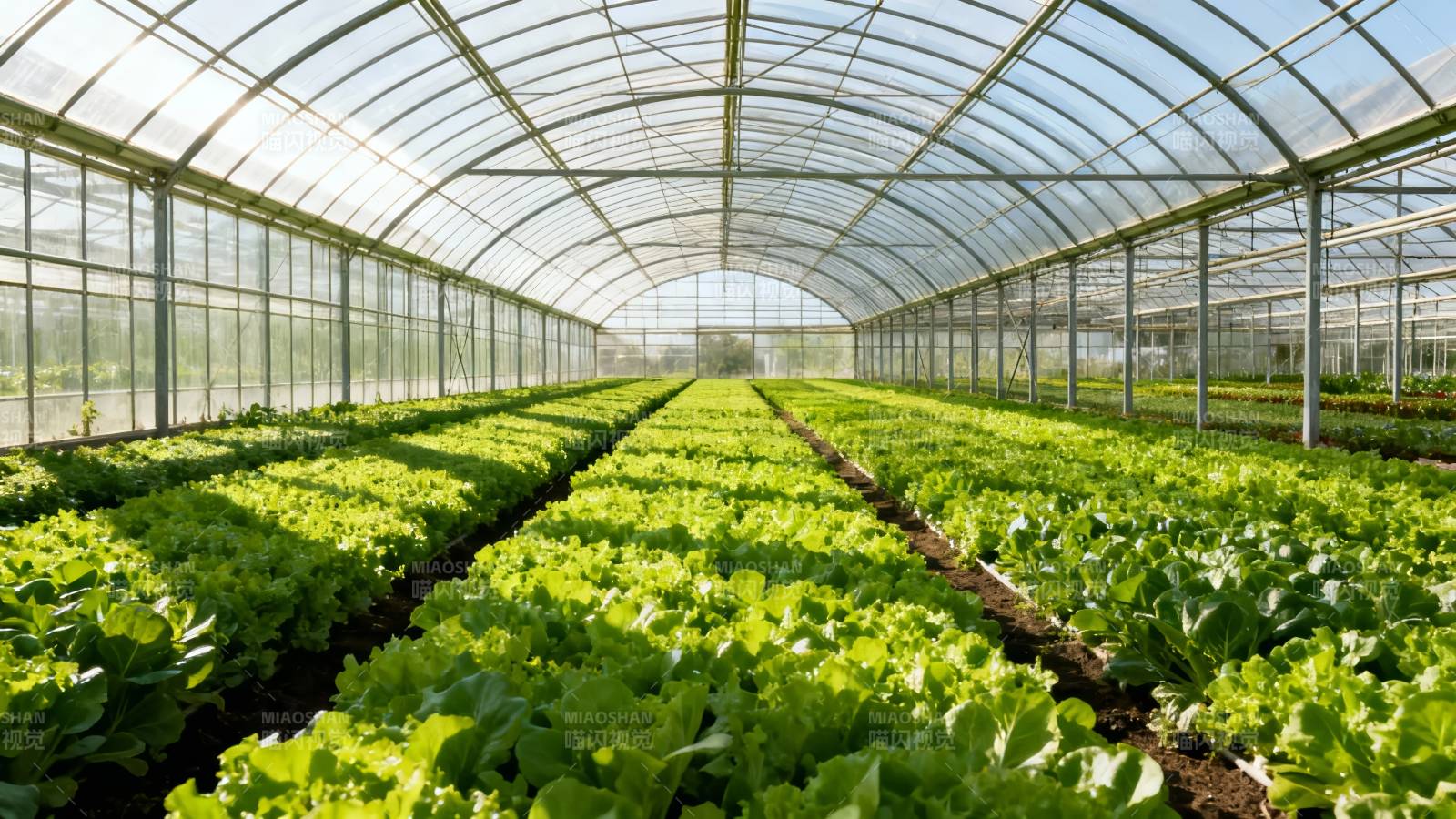 温室蔬菜种植园图片