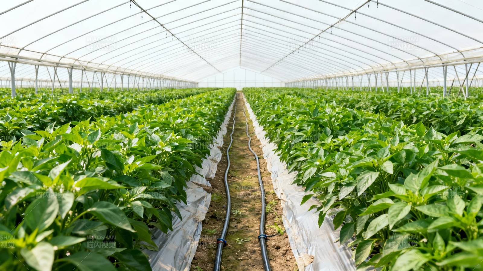 温室蔬菜种植园图片