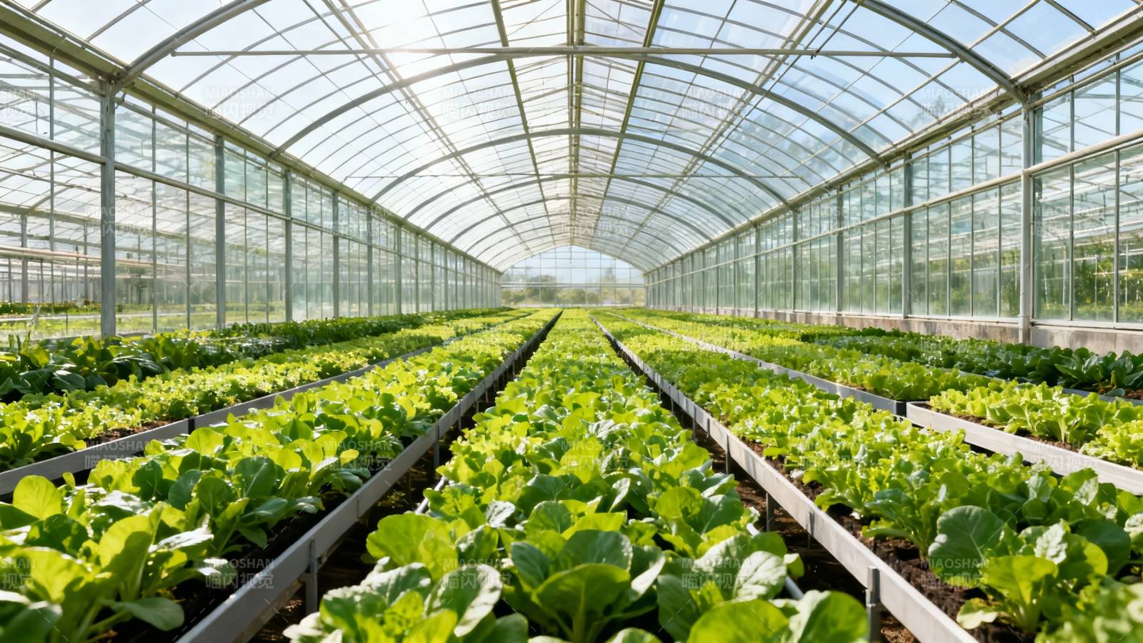 温室蔬菜种植园图片