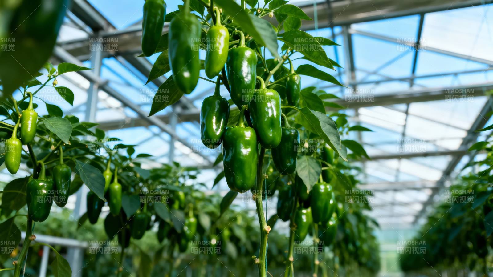 温室青椒丰收景象图片