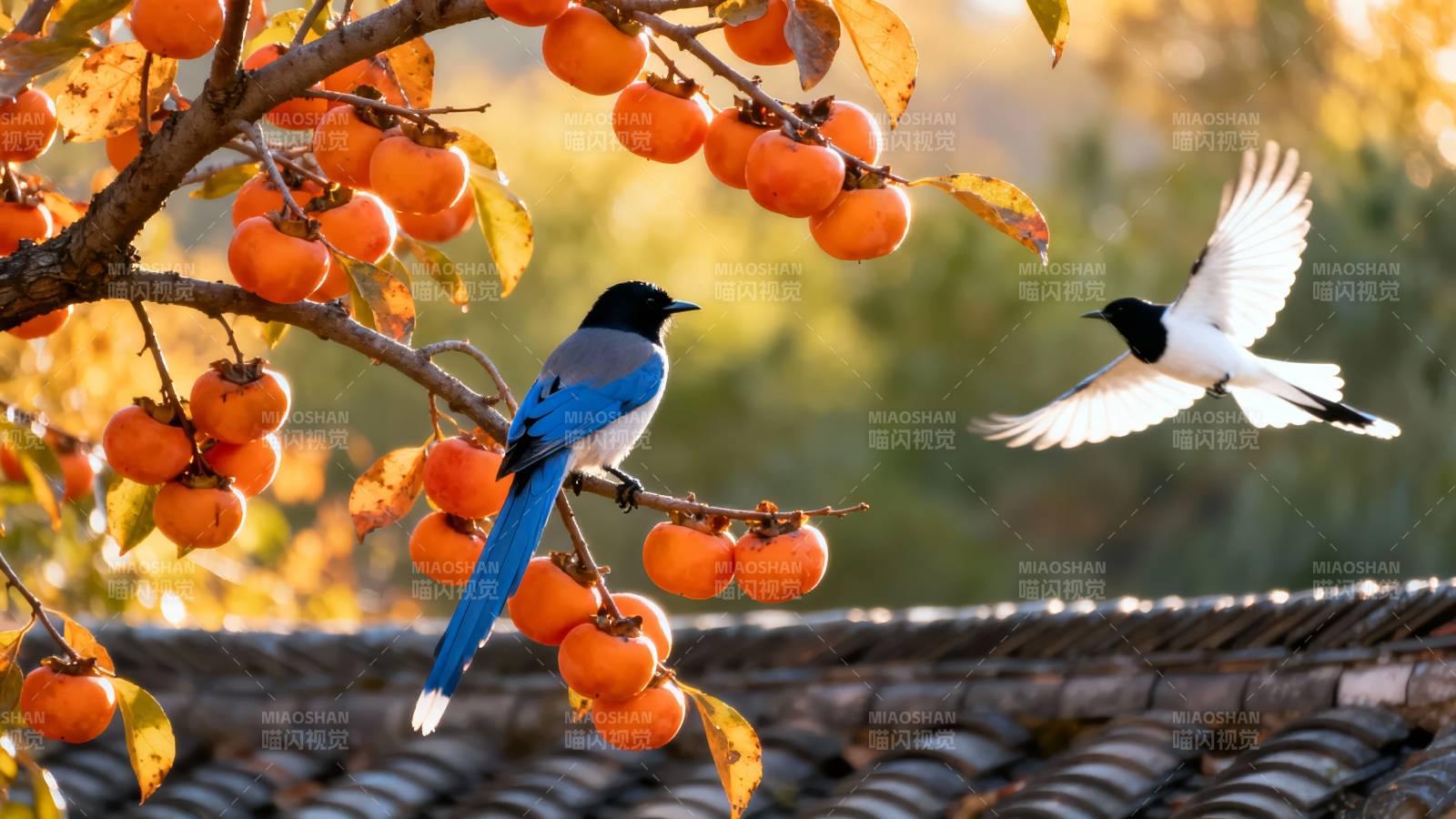 喜鹊栖柿枝图片
