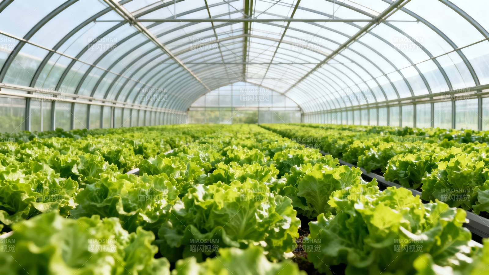 温室生菜种植园图片