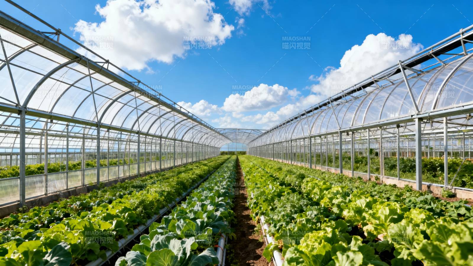 温室蔬菜种植园图片