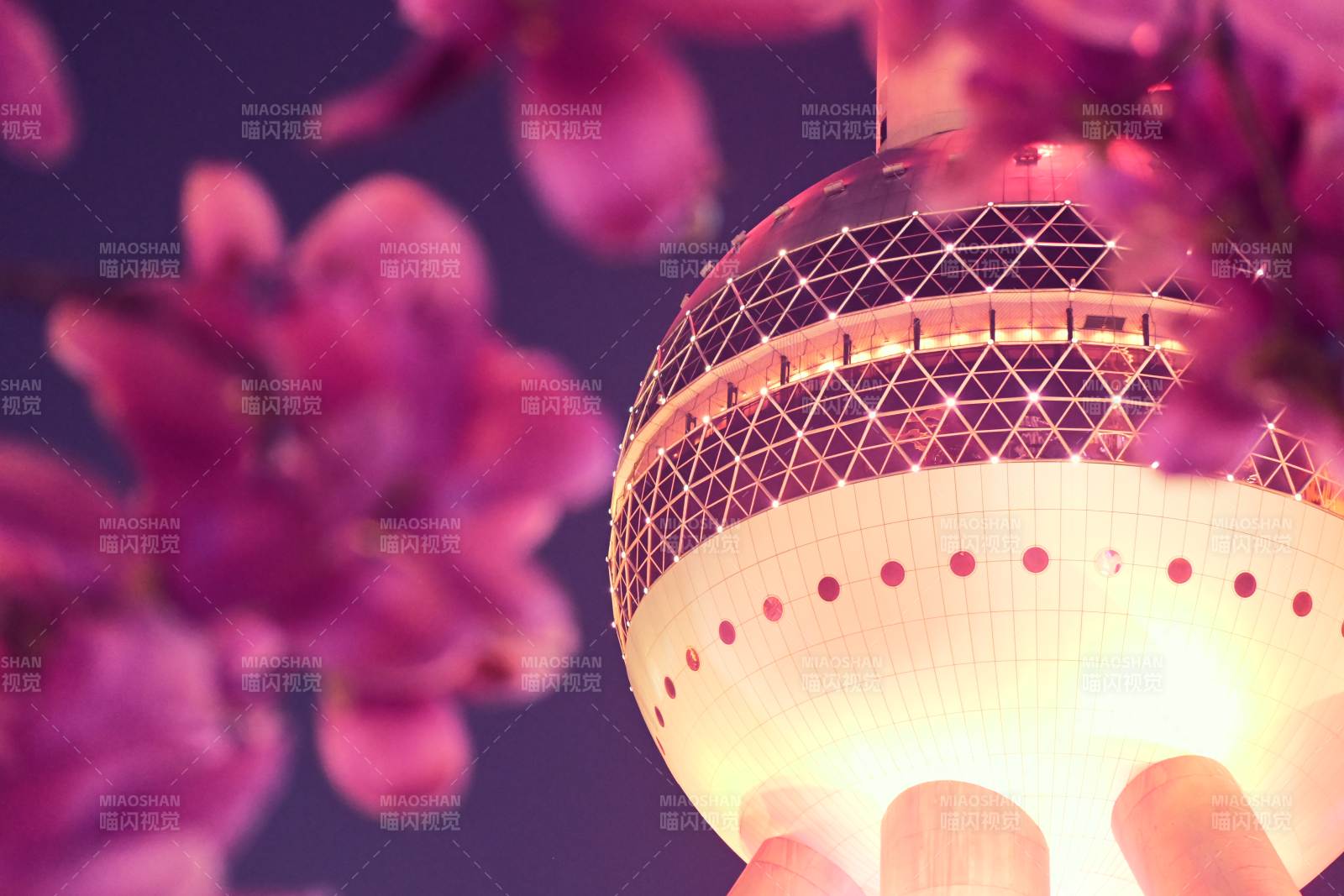 樱花映照东方明珠图片