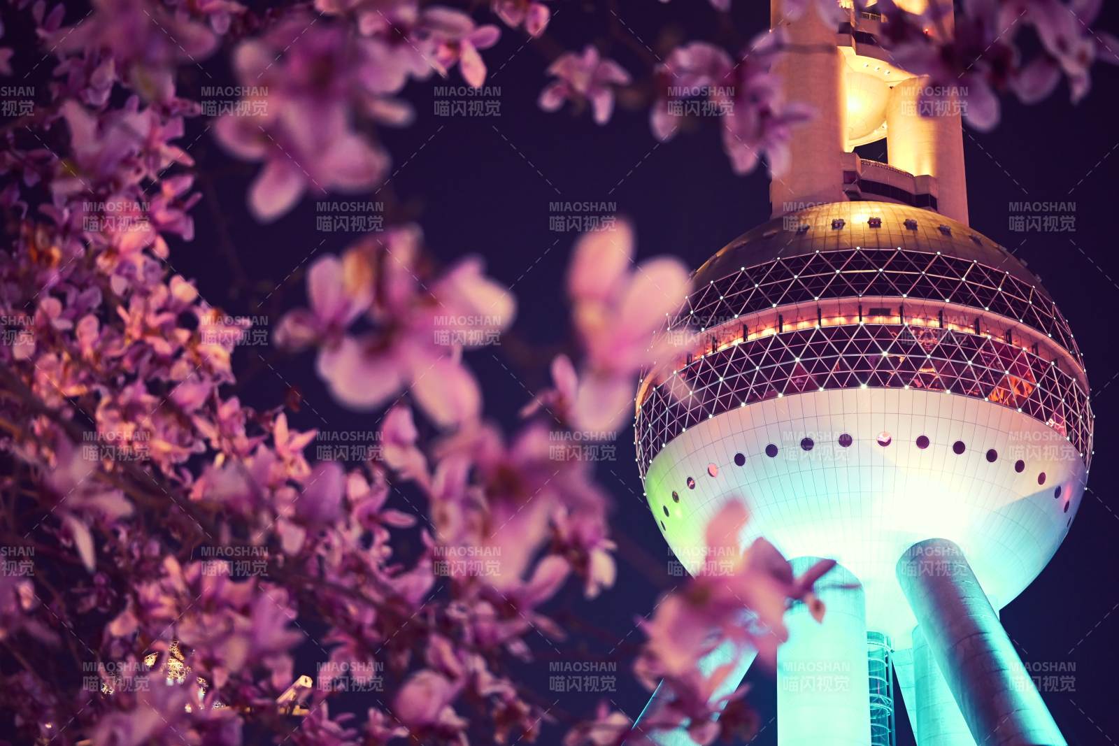 东方明珠夜樱图片