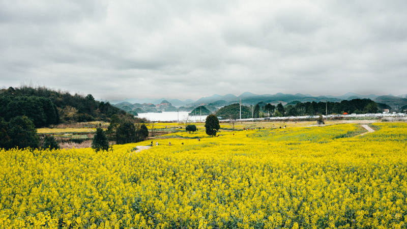 油菜花海春景图片