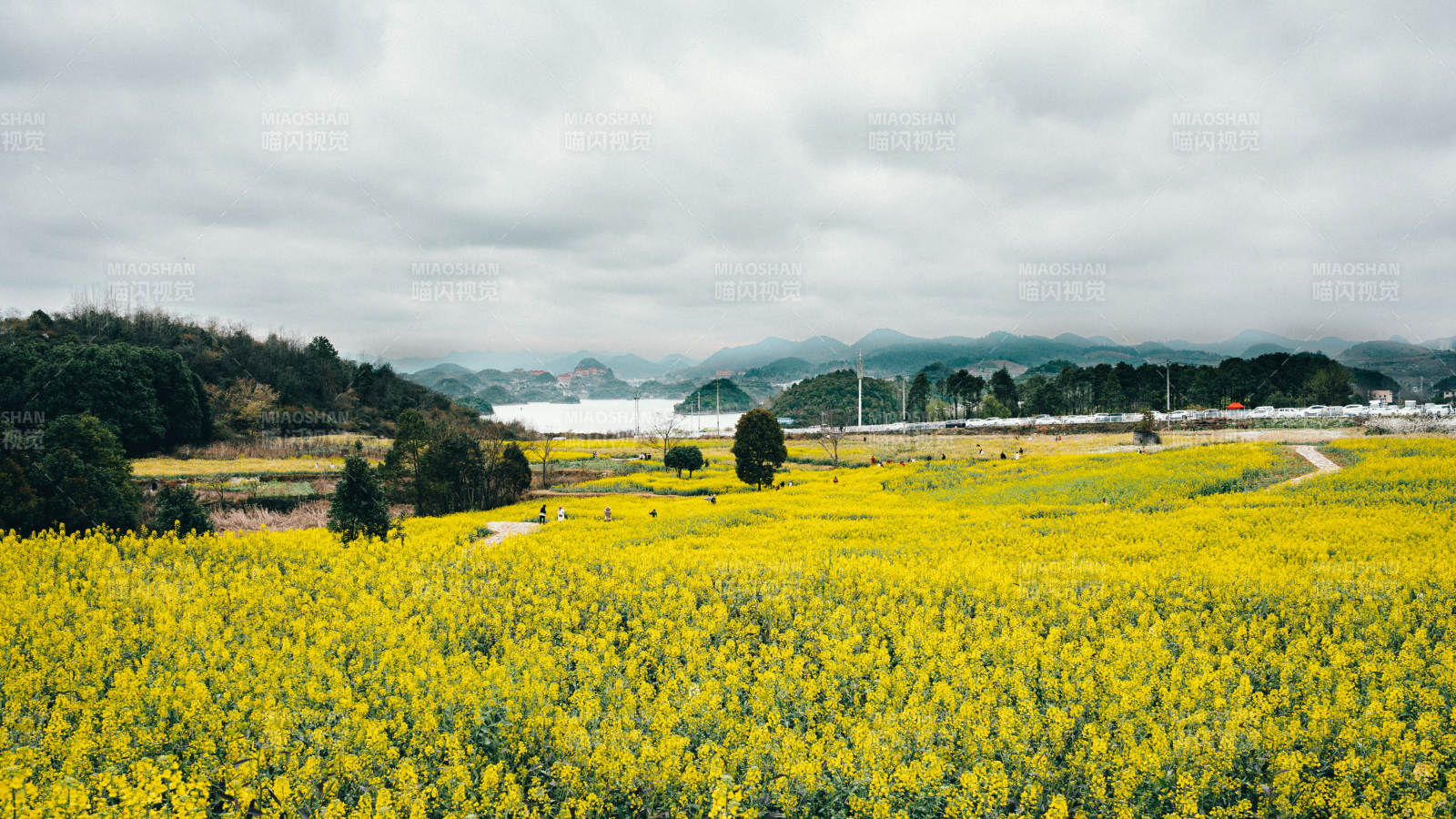 油菜花海春景图片
