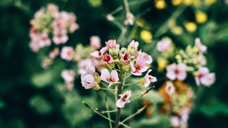 粉花绽放 春意盎然图片