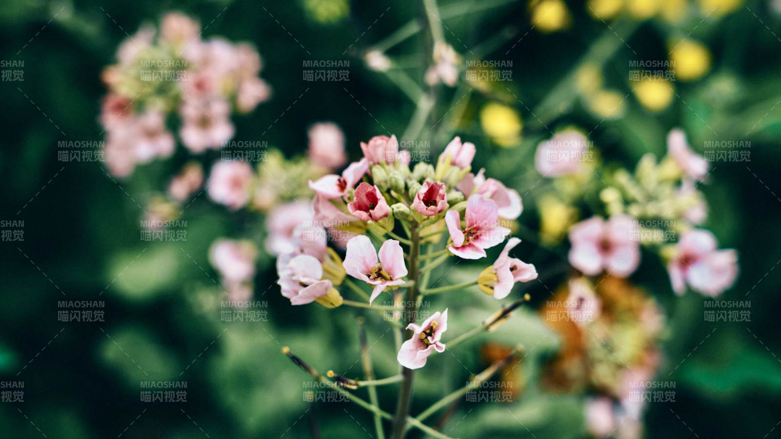 粉花绽放 春意盎然图片