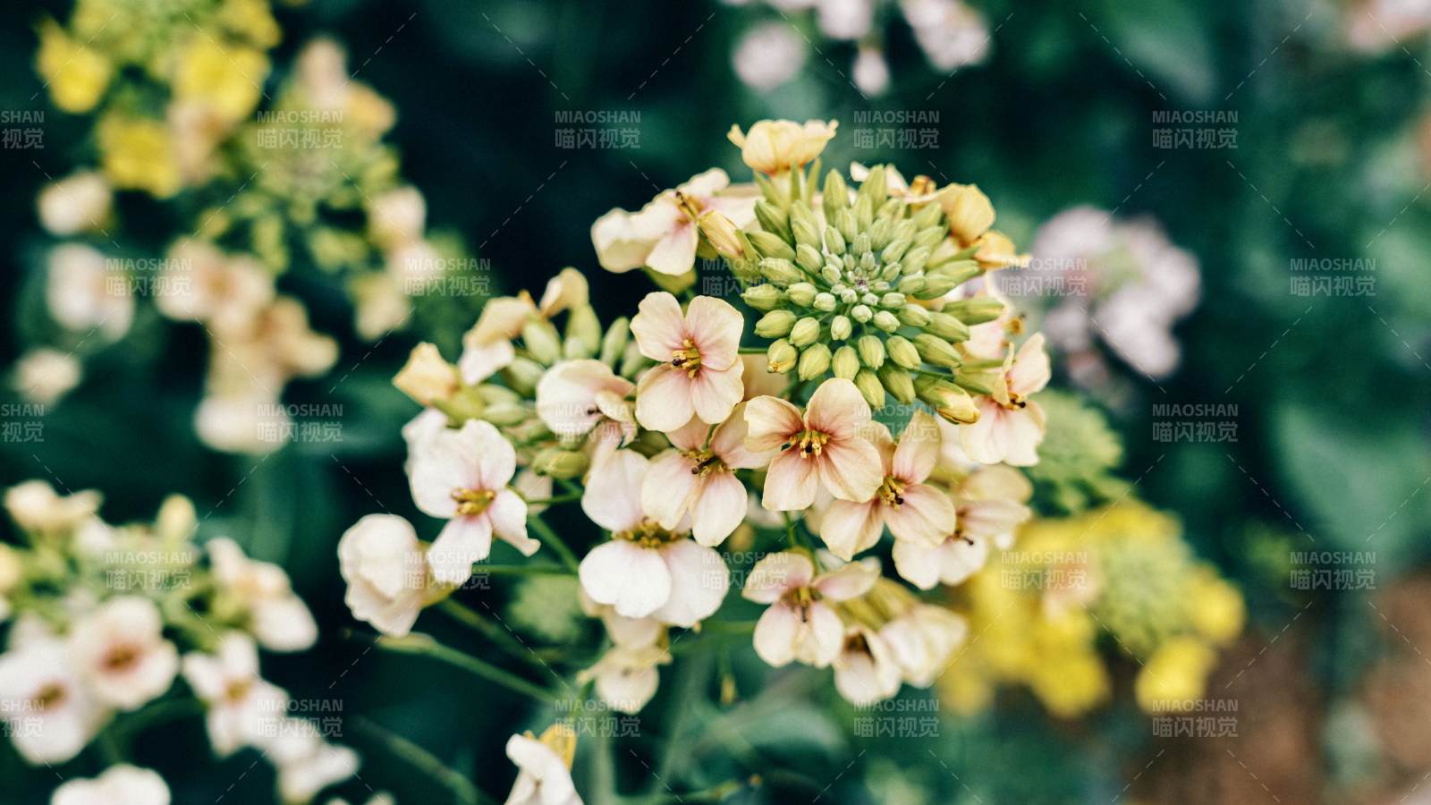 花丛中的淡雅绽放图片