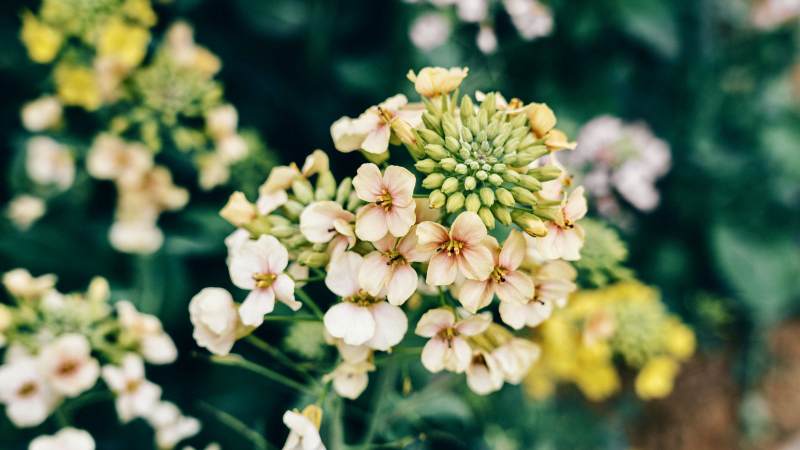 花丛中的淡雅绽放图片