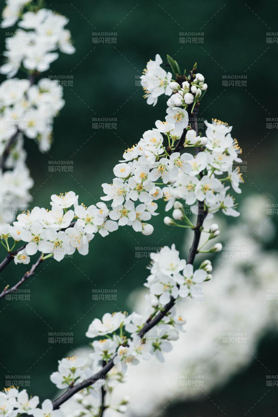 春日繁花绽放图片