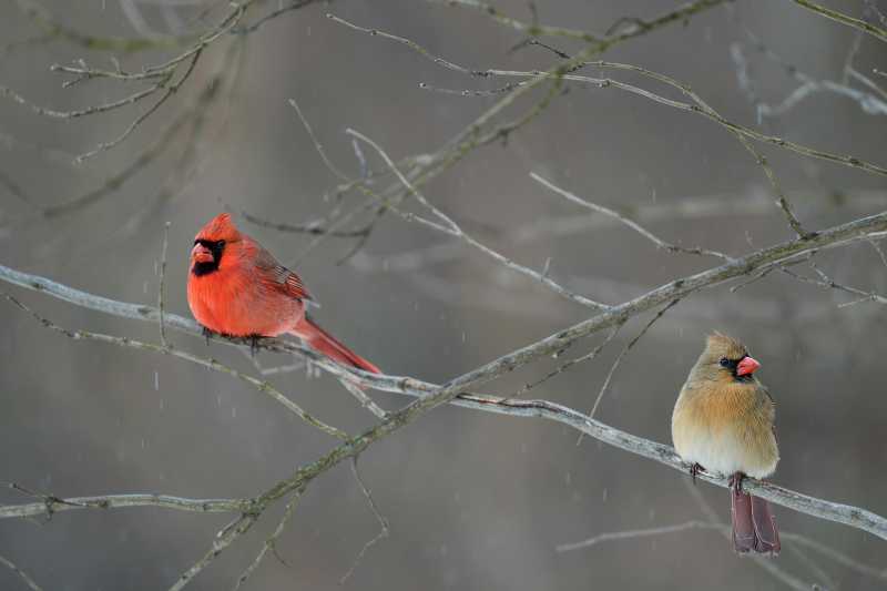 红雀栖枝 冬日静景图片